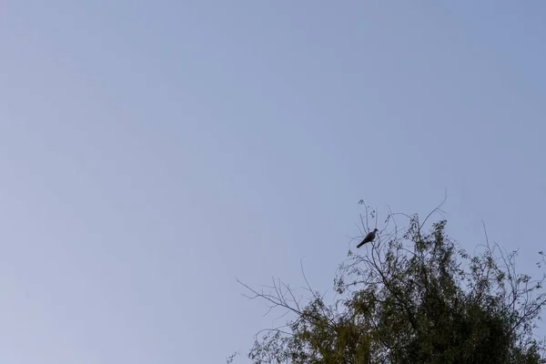 Een Lage Hoek Opname Van Een Vogel Zittend Top Van — Stockfoto