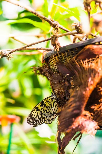 庭の植物の鍋に黄色の蝶の美しいショット — ストック写真