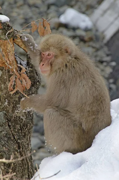 Une Image Verticale Macaque Japonais Sur Arbre Recouvert Neige Avec — Photo
