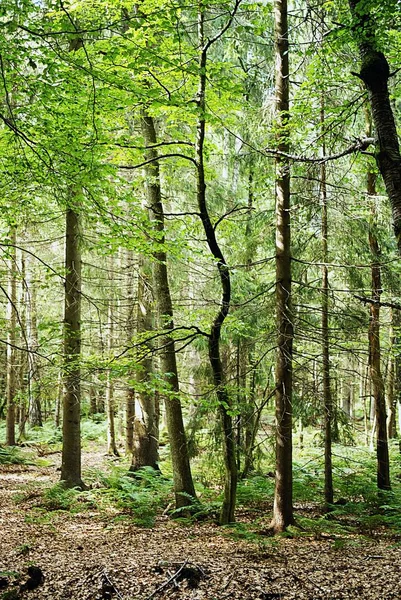 Gündüz vakti ormanda büyüyen uzun ağaçların dikey görüntüsü. — Stok fotoğraf