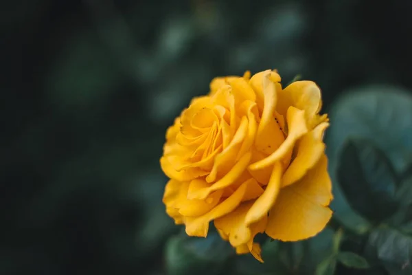 Ένα Κοντινό Πλάνο Ενός Κίτρινου Τριαντάφυλλου Κατά Διάρκεια Της Ημέρας — Φωτογραφία Αρχείου
