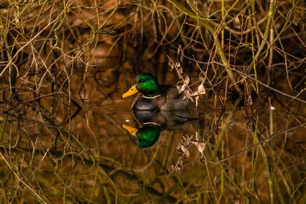 Ente mit grünem Kopf schwimmt im Wasser — Stockfoto