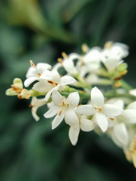 재스민 꽃들을 클로즈업 — 스톡 사진