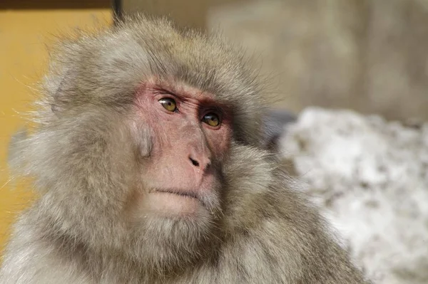 Nahaufnahme Eines Japanischen Makaken Beim Blick Zur Seite — Stockfoto