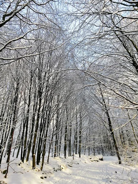 Vertikal bild av träd i en skog täckt av snö i Larvik i Norge — Stockfoto