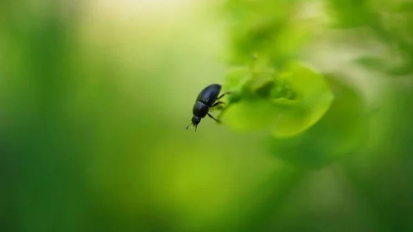 Ένα Μακροσκοπικό Πλάνο Ενός Μικρού Μαύρου Εντόμου Ένα Θολό Πράσινο — Φωτογραφία Αρχείου