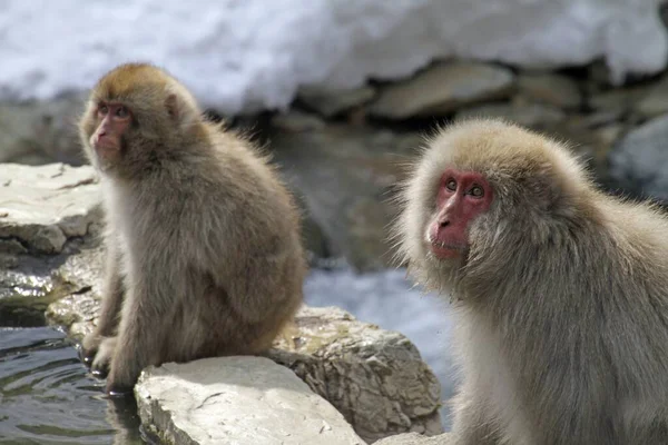 Zwei Graue Affen Sitzen Winter Nebeneinander Auf Steinen — Stockfoto