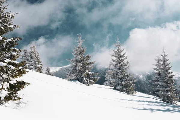 Hermosa foto de los nevados Cárpatos y abetos en Rumania — Foto de Stock