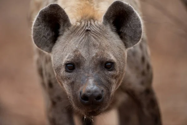 Ujęcie z bliska hieny z rozmytym tłem — Zdjęcie stockowe