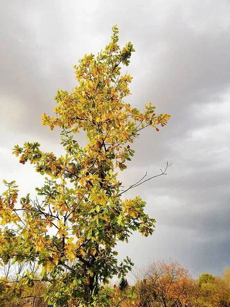 Imagen vertical de un álamo en un prado rodeado de vegetación bajo una nublada — Foto de Stock