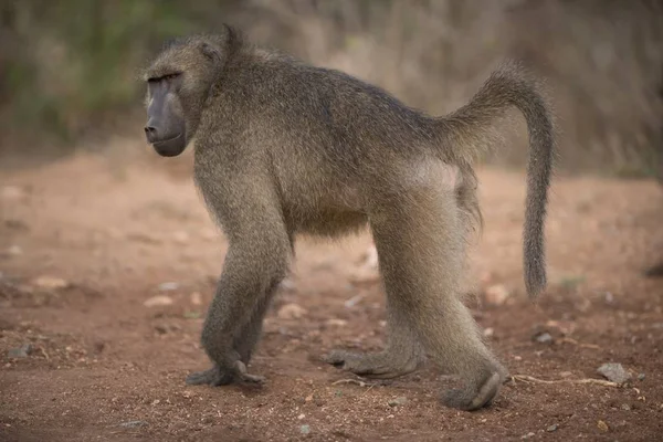 Monkey walking on the ground with a blurred background — Stock Photo, Image