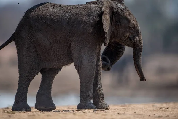 Zbliżenie Zdjęcia Brudnego Słonia — Zdjęcie stockowe