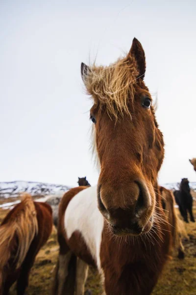 Primo piano di un cavallo islandese in un campo coperto di erba e neve in Islanda — Foto Stock