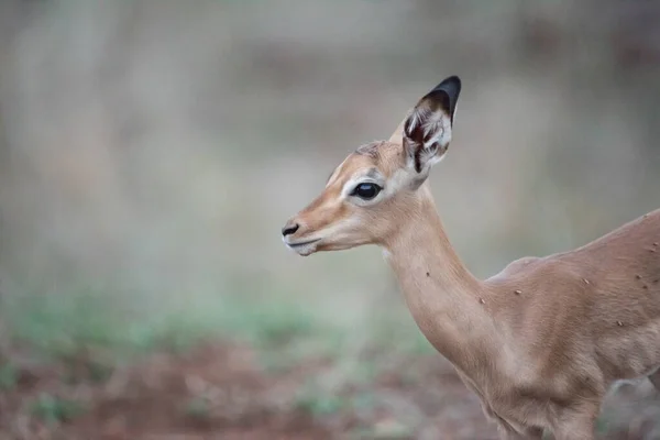 Een Close Shot Van Een Jonge Antilope Met Een Wazige — Stockfoto