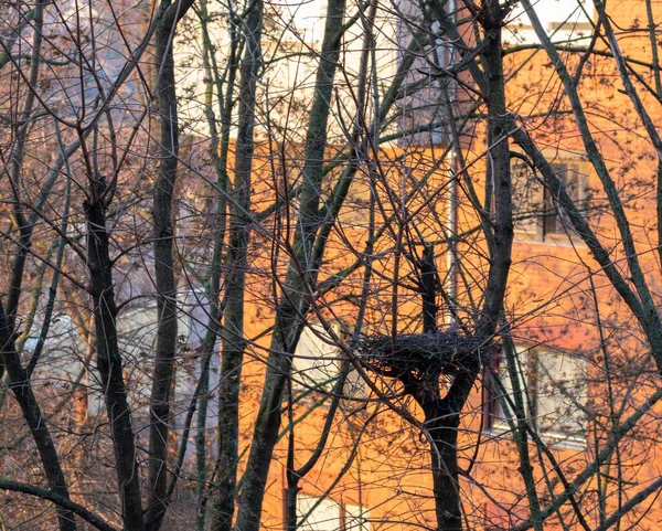 建物の前に鳥の巣がある裸の木の枝の美しいショット — ストック写真