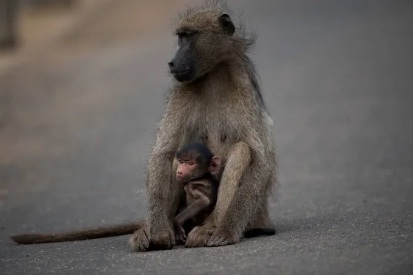 Babuíno Mãe Seu Bebê Sentado Estrada Com Fundo Embaçado — Fotografia de Stock