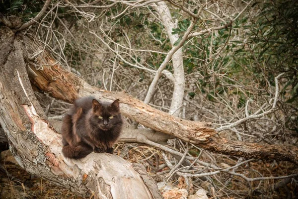 Grande ângulo tiro de um gato preto sentado em árvores secas — Fotografia de Stock