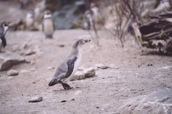 Цыпленок Пингвина Песке Идет Своему Дому — стоковое фото