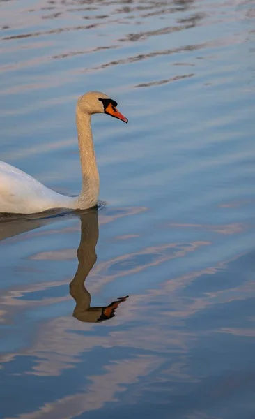 Krásný Záběr Bílé Labutě Plavající Vodě Během Západu Slunce — Stock fotografie