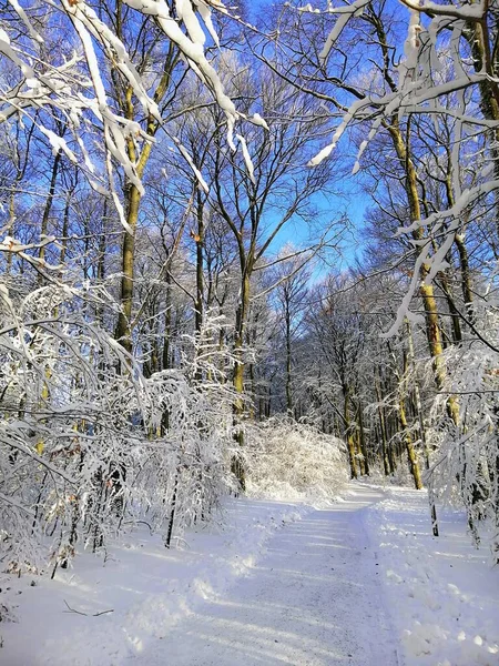 Sentiero in una foresta circondata da alberi coperti dalla neve sotto la luce del sole a Larvik in Norvegia — Foto Stock