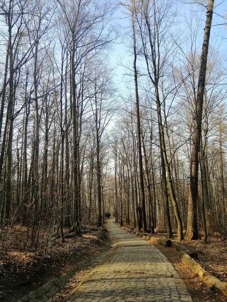 Plan Vertical Passerelle Dans Les Bois Jelenia Gra Pologne — Photo