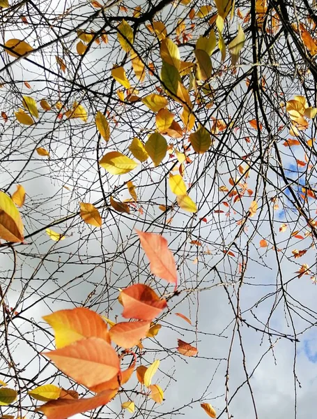 Een Verticaal Beeld Van Kleurrijke Bladeren Boomtakken Onder Een Bewolkte — Stockfoto