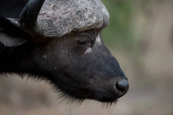 Een Close Shot Van Een Afrikaanse Buffel Met Een Wazige — Stockfoto