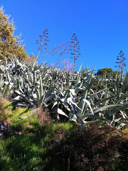 Plan Vertical Plante Courte Agave Tequilana Sous Soleil Tolède Espagne — Photo