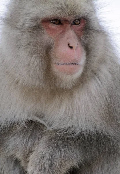 Vertical shot of a Japanese macaque looking on its side — Stockfoto