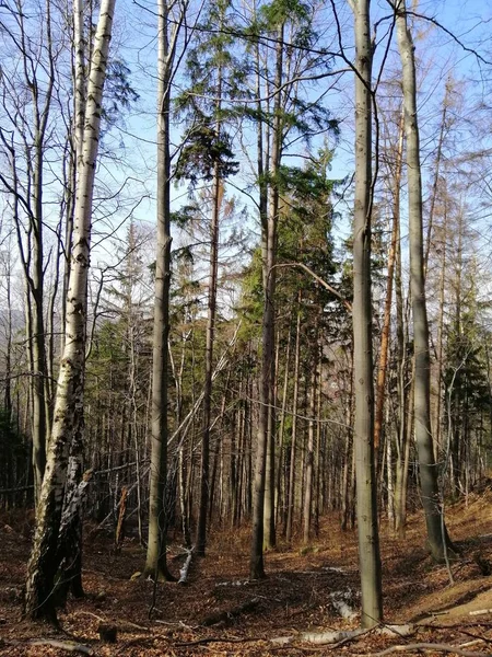 Tiro Vertical Árvores Secas Nuas Floresta Jelenia Gra Polônia — Fotografia de Stock