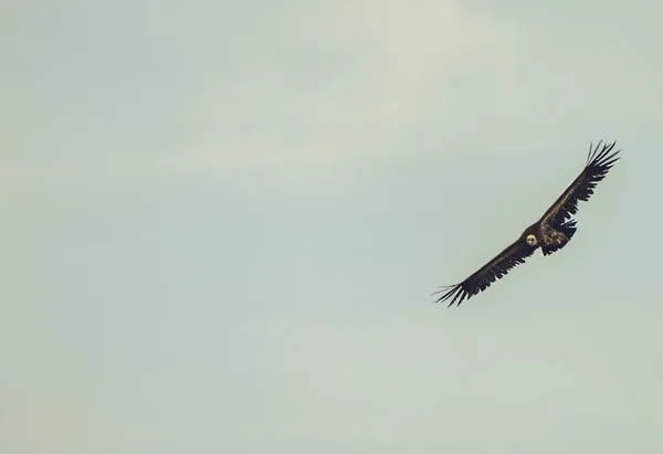 Een Nepal Condor Vliegt Onder Heldere Hemel Vrijheid Concept — Stockfoto