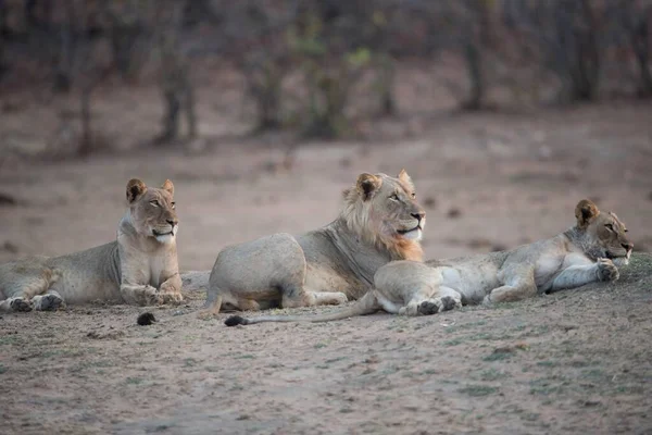 Tres Leones Descansando Suelo Con Fondo Borroso —  Fotos de Stock