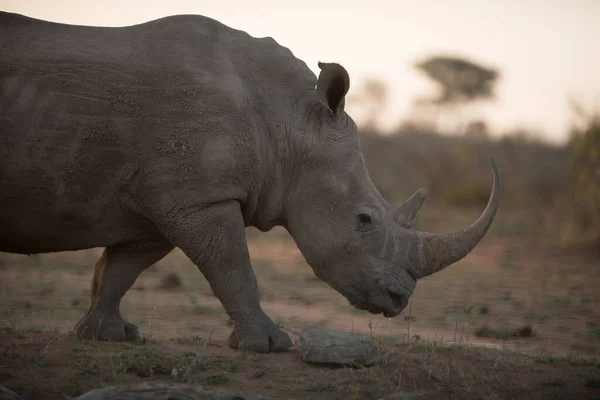 African Rhino Walking Field Blurred Background — Stock Photo, Image