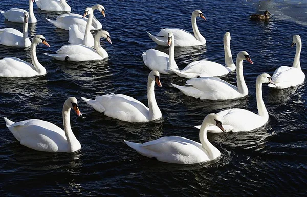 一群在湖中游泳的白天鹅的高角镜头 — 图库照片