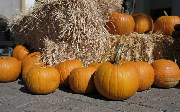 Muitas Abóboras Laranja Perto Pilhas Feno Para Ação Graças Halloween — Fotografia de Stock