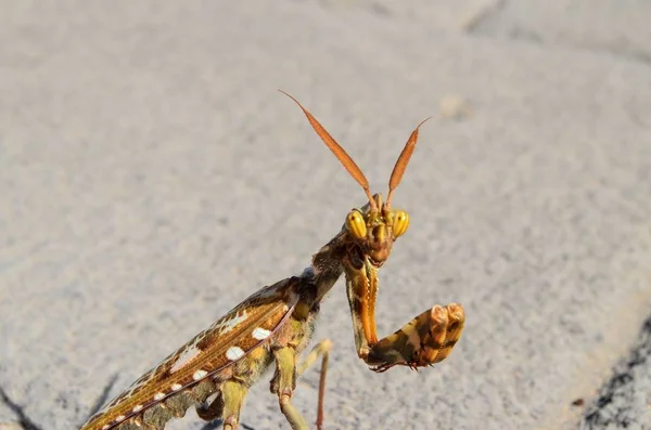 Closeup Shot Praying Mantis Concrete Road Blurred Background — Stock Photo, Image