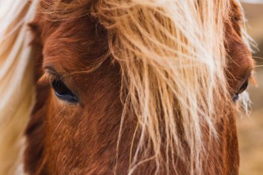 A closeup of an Icelandic Horse under the sunlight with a blurry background in Iceland clipart