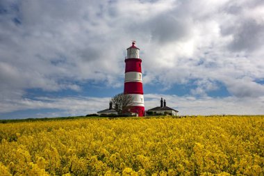 A Happisburgh Lighthouse in the middle of the field with yellow flowers in Norfolk, UK clipart