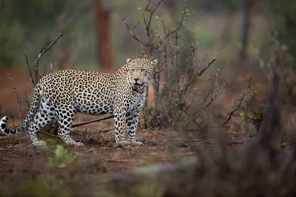 Uma Bela Foto Leopardo Africano Com Fundo Embaçado — Fotografia de Stock