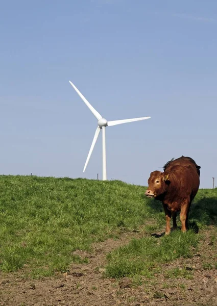 一头奶牛站在山上 远处有一个风车的垂直镜头 — 图库照片