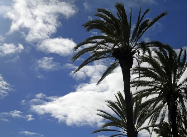 Captura de palmeras de bajo ángulo con un cielo azul nublado en el fondo —  Fotos de Stock