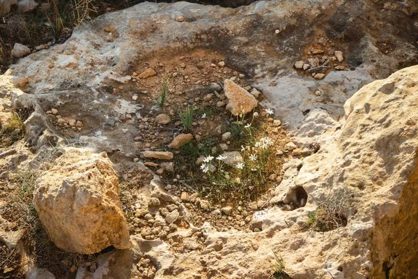 Μικρά λευκά λουλούδια που φυτρώνουν στην κορυφή ενός βράχου — Φωτογραφία Αρχείου