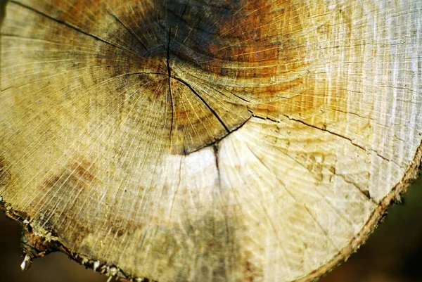 Tir de fermeture à angle élevé sur la surface du tronc d'un arbre tranché — Photo
