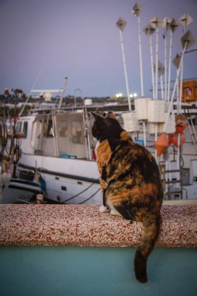 Tiro vertical de um gato marrom e preto sentado em frente aos navios — Fotografia de Stock