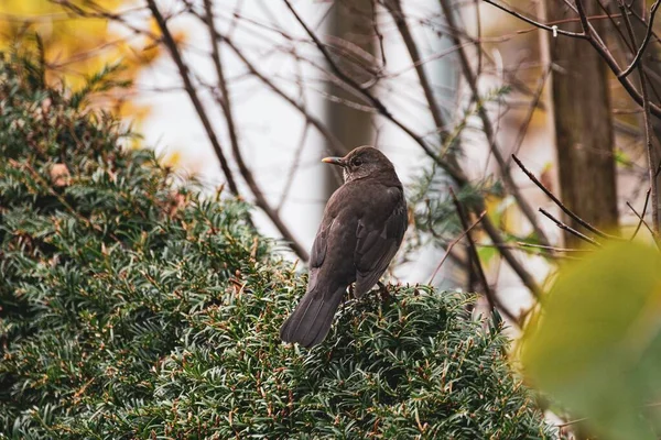 Common Nightingale Surrounded Tree Branches Leaves Sunlight Daytime — Stock Photo, Image