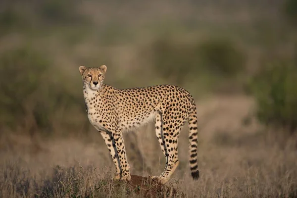 Bella caccia al ghepardo per la preda con uno sfondo sfocato — Foto Stock