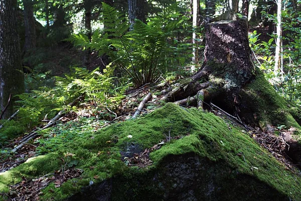Крупним планом знімок зеленого моху, що росте на каменях у лісі — стокове фото