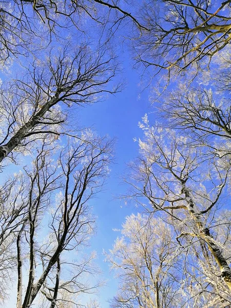 Низкий Угол Обзора Ветвей Деревьев Покрытых Снегом Голубым Небом Ларвике — стоковое фото