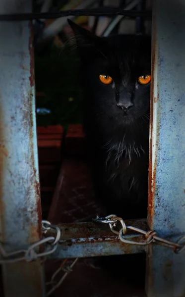 Primer plano vertical de un gato negro con ojos amarillos mirando a la cámara detrás de la cerca de hierro —  Fotos de Stock