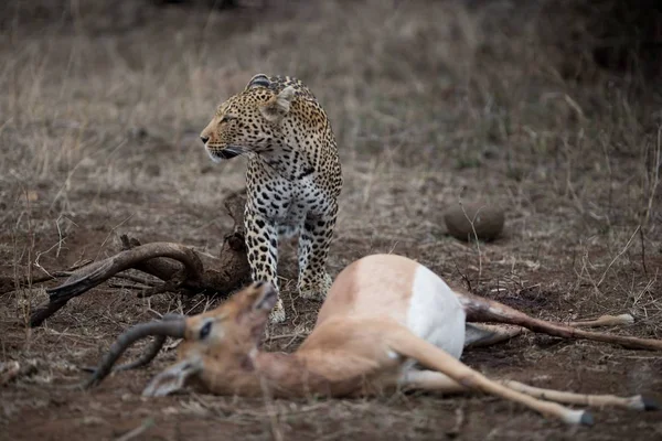 Selective Focus Shot African Leopard Dead Impala Antelope — Stock Photo, Image